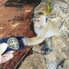 a monkey wearing a stone island patch reaches for a banana