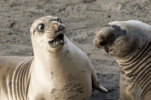 two seals are looking at each other with their mouths wide open