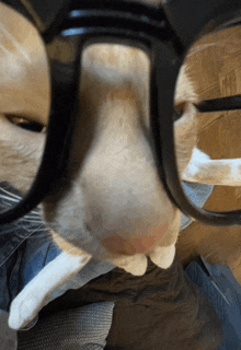 a close up of a cat wearing glasses with a reflection