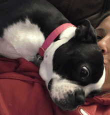 a black and white dog wearing a pink collar is laying on a person 's lap