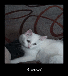 a white cat laying on a couch with the words " b wow " written below it