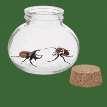 two beetles are in a small glass jar with a cork lid