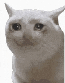 a white cat with a sad look on its face is sitting on a white background .