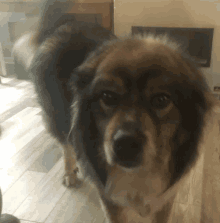 a brown and white dog standing on a wood floor