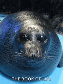 a seal laying on a blue surface with the book of life written above it