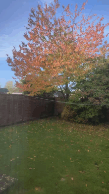 a tree with red leaves is in a backyard