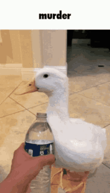 a white duck is standing next to a bottle of water