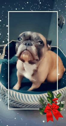 a brown and white dog sitting in a dog bed