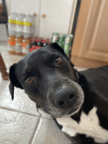 a black dog laying on a tiled floor with bottles in the background