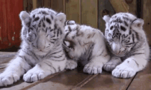 three baby white tigers are laying on a wooden floor