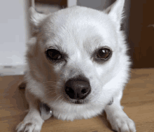 a close up of a white dog laying on a wooden table