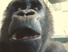 a close up of a gorilla with its mouth open and looking at the camera .