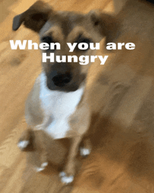 a dog sitting on a wooden floor with the words when you are hungry below it