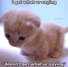 a kitten with a caption that says i get what ur saying and does n't get what ur saying