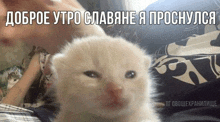 a kitten is laying on a person 's lap and looking at the camera with a caption in russian .