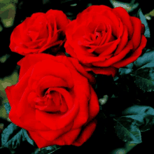 a close up of three red roses with green leaves in the background