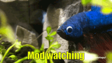 a blue and red fish with the words mod watching written above it