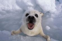 a seal with its mouth open is standing in the snow .