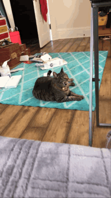 a cat laying on a blue rug in a living room