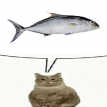 a cat is sitting next to a fish with a speech bubble over it .