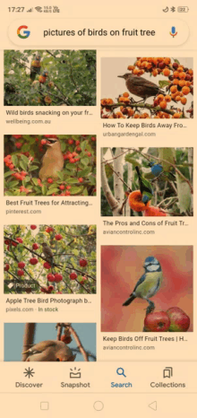 a google search for pictures of birds on fruit tree