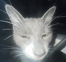 a close up of a gray cat with yellow eyes