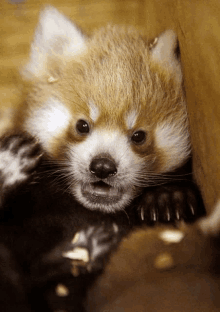 a close up of a red panda looking at the camera with its mouth open