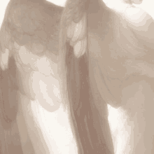 a close up of a person 's wings on a white background