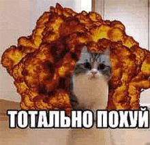 a cat is standing in front of a large explosion and says `` totally poxury '' .