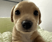 a close up of a puppy laying on a bed looking at the camera