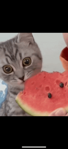 a cat is eating a slice of watermelon and looking at the camera