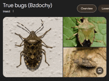 a picture of a bug with the words true bugs on it