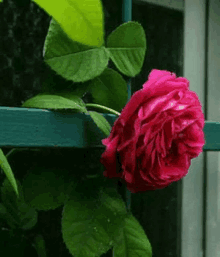 a close up of a pink rose growing on a green railing .