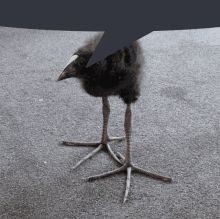 a small black bird with a white beak is standing on a carpet