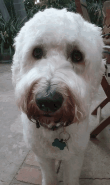 a close up of a white dog with a blue tag around its neck