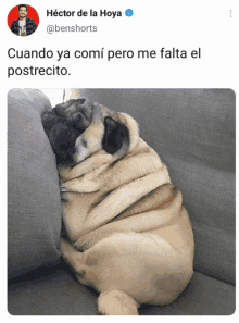 a pug dog laying on a couch with a caption in spanish