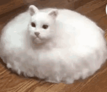 a white cat is sitting on a wooden floor in a round shape .