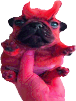 a person is holding a red pug with horns on its head