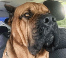 a brown dog with a black nose is sitting in a car seat