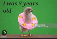 a baby chicken wearing a pink life preserver on a green background .