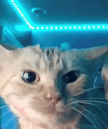 a close up of a cat 's face looking at the camera with a blue light behind it .