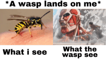 a picture of a wasp next to a picture of a man with a sword and the words " a wasp lands on me "