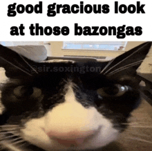 a black and white cat with the caption good gracious look at those bazongas