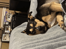 a dog laying on a bed next to a box that says ' cats '