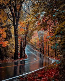 a road that is surrounded by trees with leaves on it