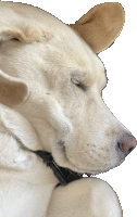 a close up of a dog 's head with its eyes closed