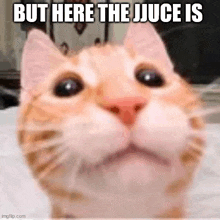 a close up of a cat with the words `` but here the juice is '' written on it .