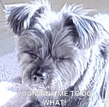 a picture of a dog with the words " you want me to do what "