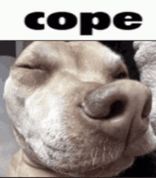 a close up of a dog 's face with the word cope above it