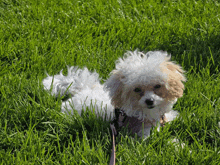 a small white dog is laying in the grass